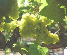 画像をギャラリービューアに読み込む, ナカイシャルドネ2016年エステートボトルDRAGON