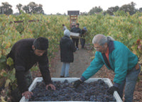 画像をギャラリービューアに読み込む, ナカイメルロー2015年エステートボトルDRAGON