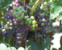 画像をギャラリービューアに読み込む, ナカイメルロー2015年エステートボトルDRAGON