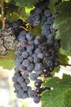 画像をギャラリービューアに読み込む, ナカイメルロー2013年エステートボトル