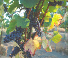 画像をギャラリービューアに読み込む, ナカイピノ・ノアール2014年アニバーサリーキュヴェ