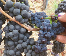 画像をギャラリービューアに読み込む, ナカイピノ・ノアール2014年アニバーサリーキュヴェ